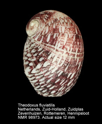 Theodoxus fluviatilis (NL).jpg - Theodoxus fluviatilis (Linnaeus,1758)